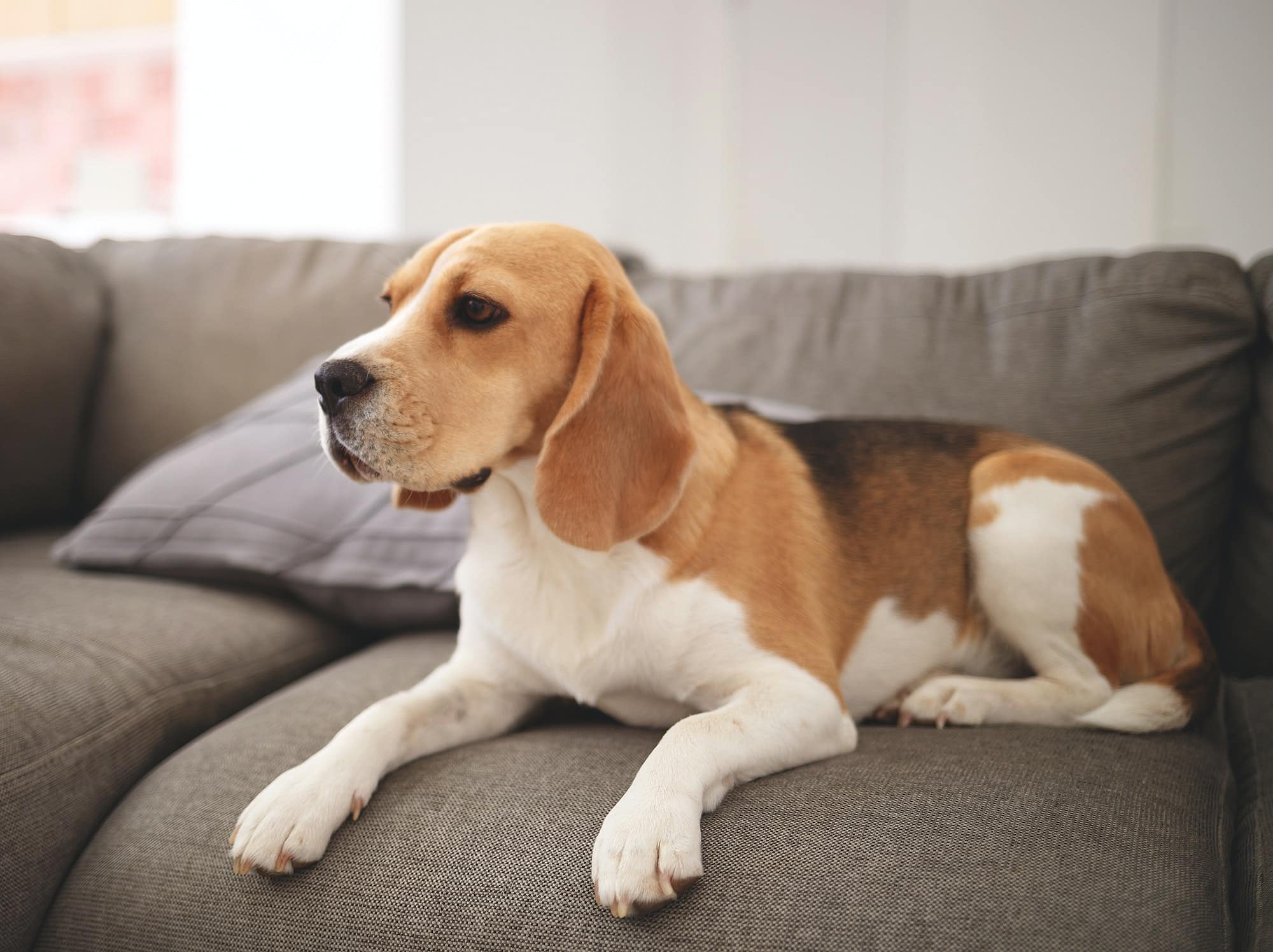 The Ultimate Guide to Choosing Pet-Friendly Furniture: Protect Your Sofa from Furry Friends!
